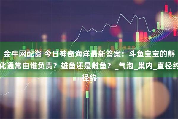 金牛网配资 今日神奇海洋最新答案：斗鱼宝宝的孵化通常由谁负责？雄鱼还是雌鱼？_气泡_巢内_直径约